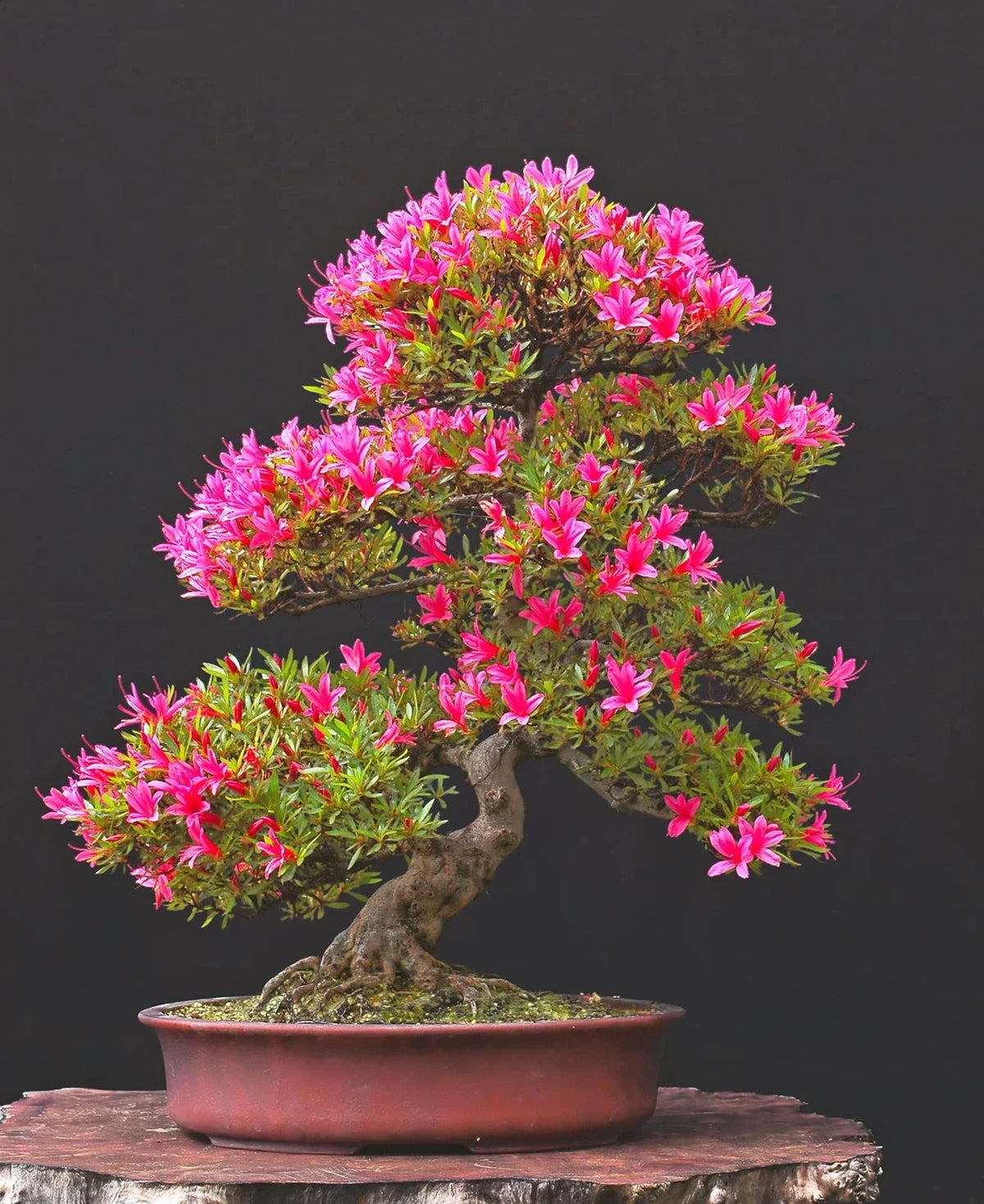 Pink Azalea Bonsai Tree Seeds - 30 Seeds - Flowering Bonsai - Rhododendron obtusum