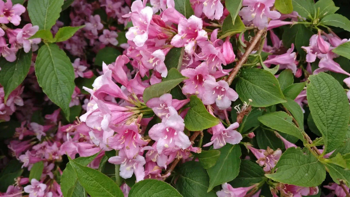 Weigela Florida Live Plant 4+ Inches Variegated Leaves Pink Flowers Shrub