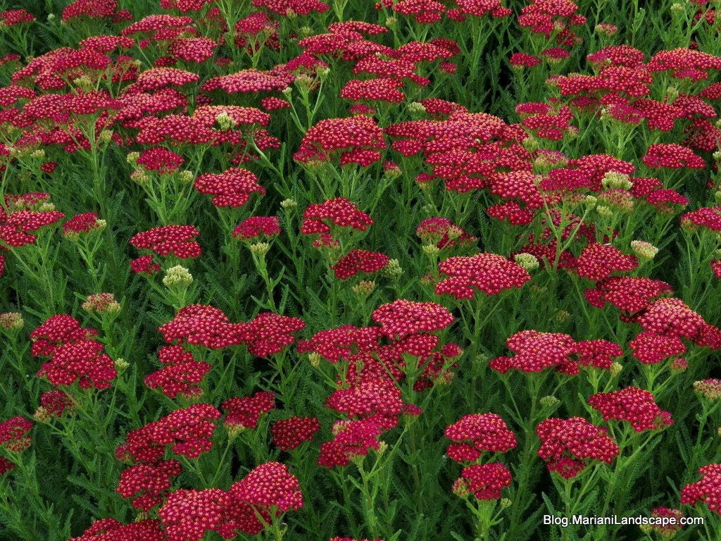 Yarrow Vintage Red Perennial Edible Starter Plant 6+ Inches Set of 2 - Achillea millefolium