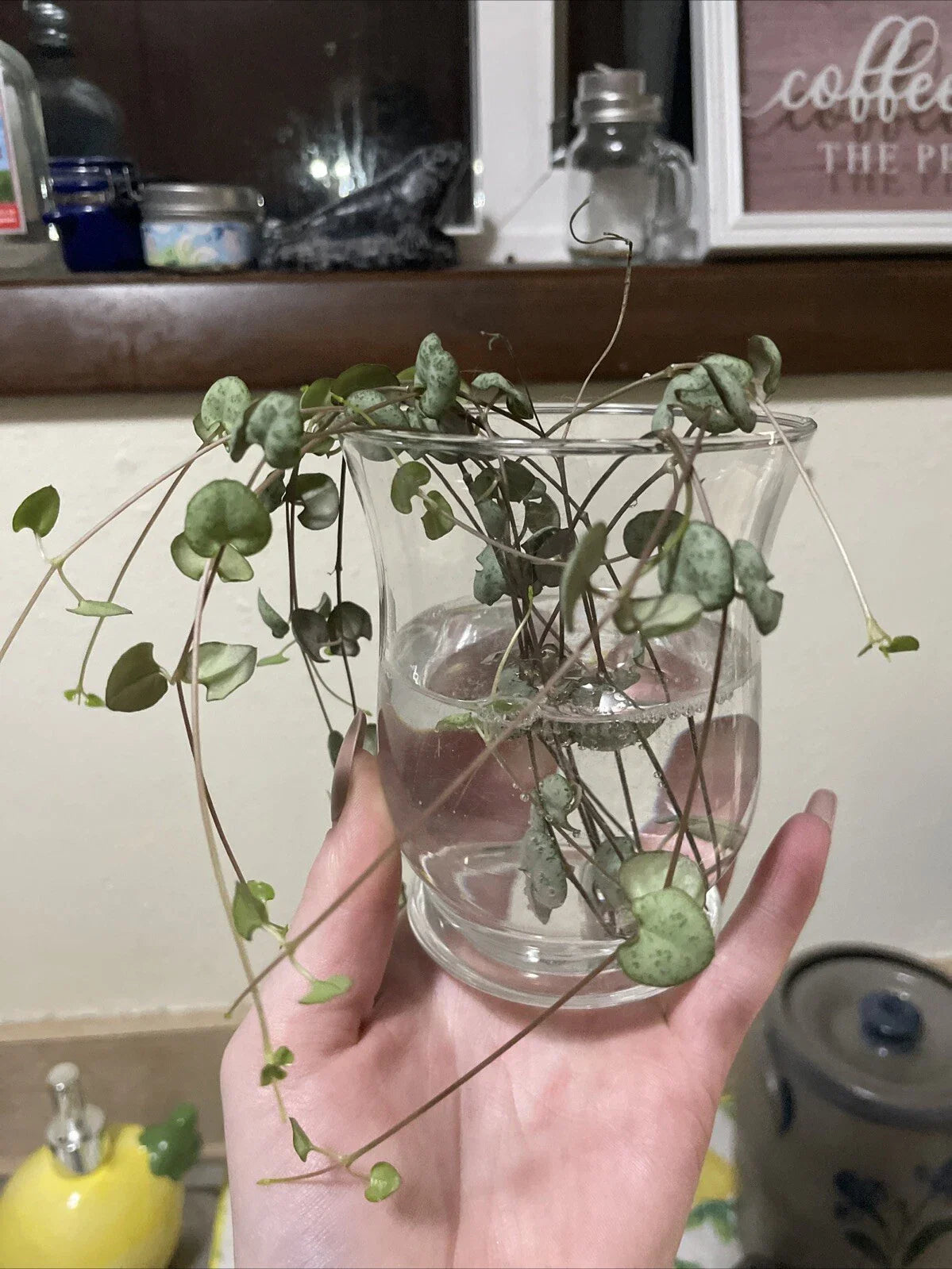 String of Hearts Cuttings 6" - Propagated and Rooted - Perfect for Planting - Ceropegia woodii