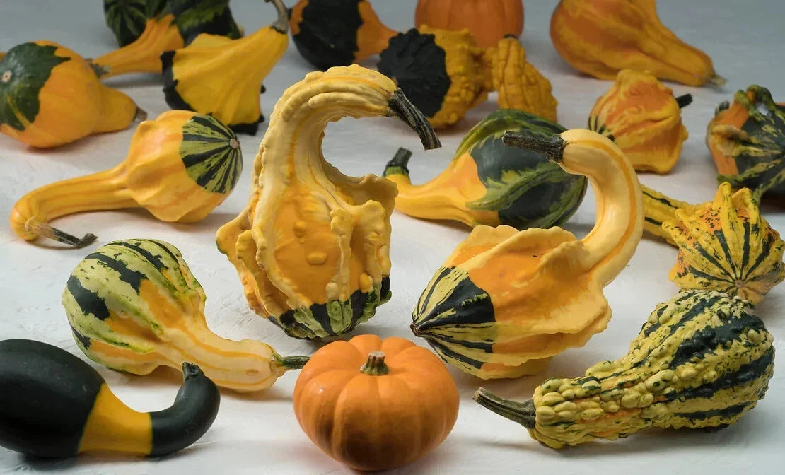 Winged Gourd Squash Seeds - 25+ Pack - USA Grown - Cucurbita ficifolia - Perfect for Garden Planting