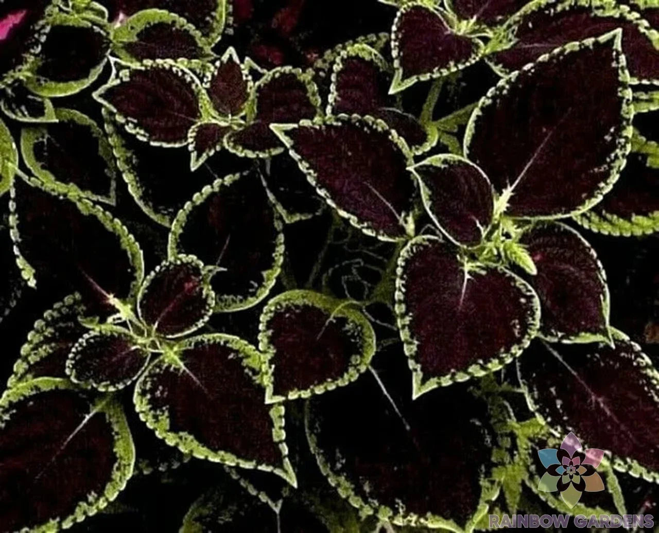 Coleus Seeds 25+ Pack Green Tipped Black Variety (Solenostemon scutellarioides) for Garden Planting – USA