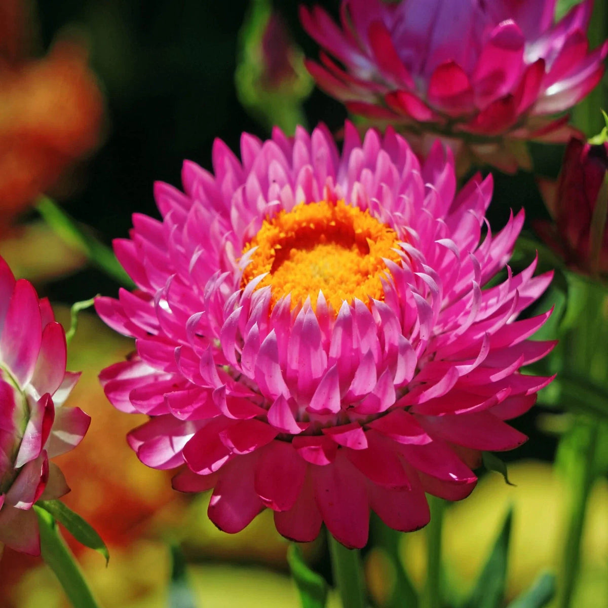 Purple Red Strawflower Seeds | Non-GMO | Heirloom Variety | Helichrysum bracteatum | Seed Store