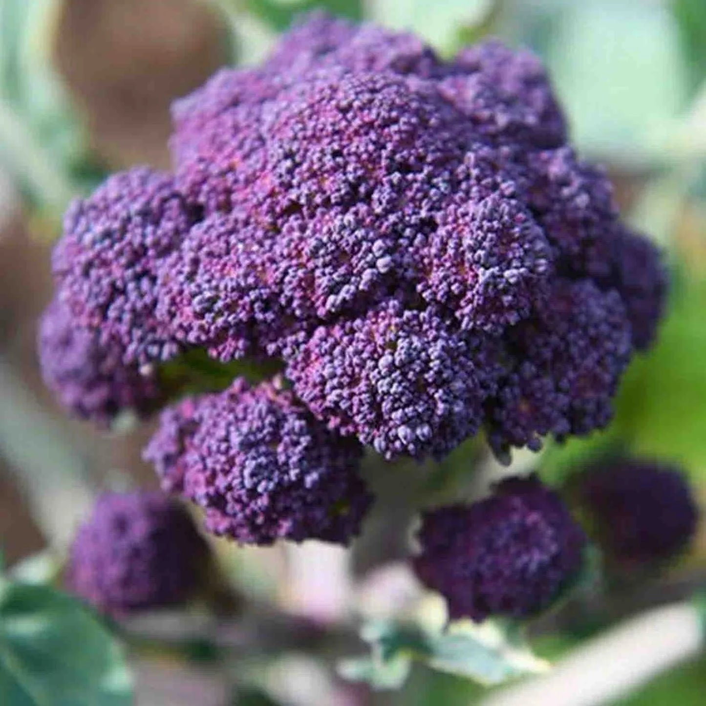Early Purple Sprouting Broccoli Seeds 400+ Count | NON-GMO Heirloom | Brassica oleracea var. italica