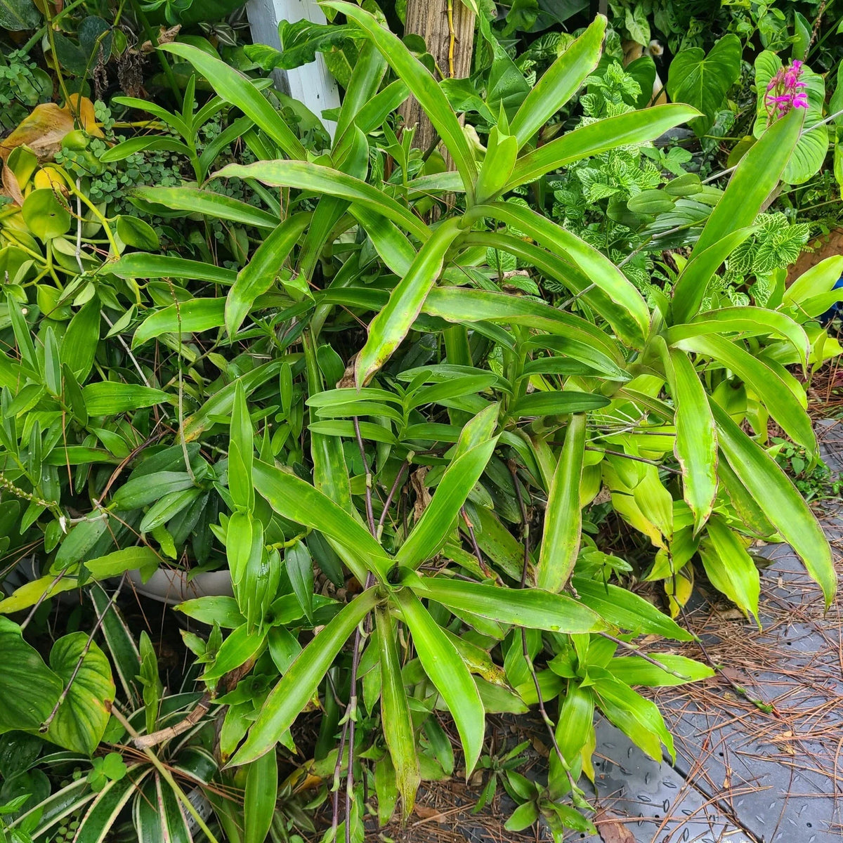 Callisia Fragrans Basket Plant - Rooted Chain Plant - Two Large Plants - Inch Plant - Perfect for Indoor Decor