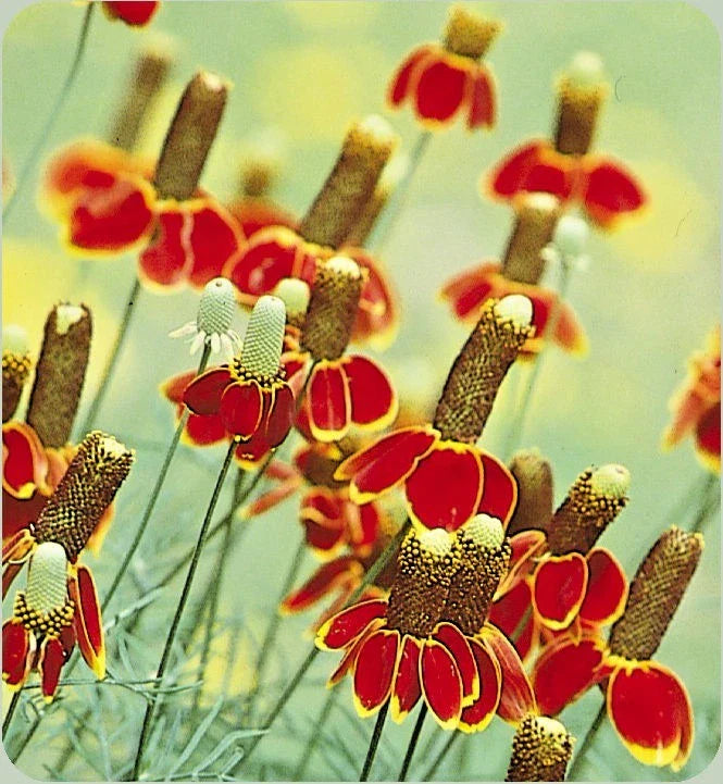 Mexican Hat Flower Seeds | 300+ Perennial Native Wildflower | Drought & Heat Tolerant | Ratibida columnifera