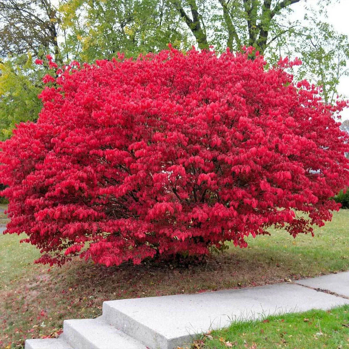 Burning Bush Plant Bare Root 4+ Inches - Euonymus alatus, Ready to Plant, No Pot