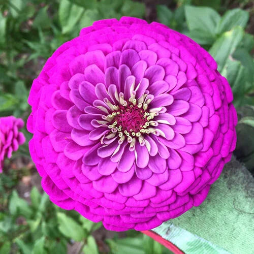 Purple Prince Zinnia Seeds | Giant Purple Flowers | Zinnia elegans | 5"+ Blooms | Non-GMO