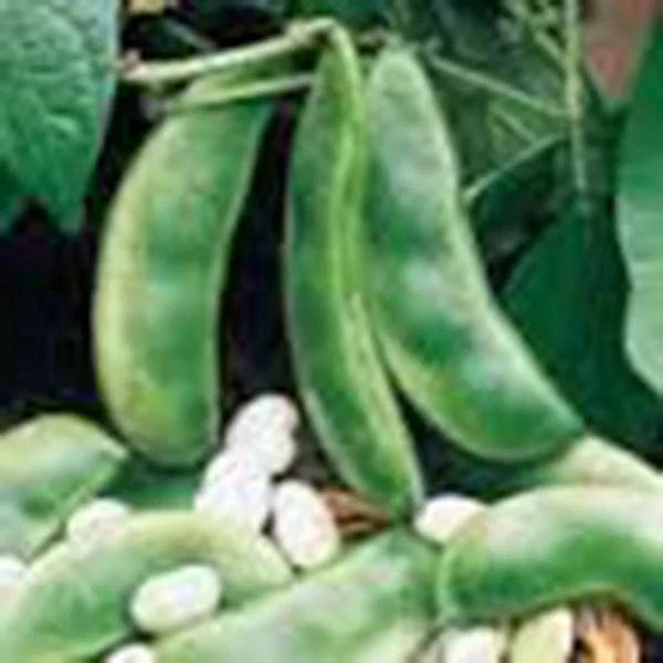 Lima Bean Seeds, 20+ Non-GMO Henderson Bush Variety, Great Tasting & Healthy, Phaseolus lunatus