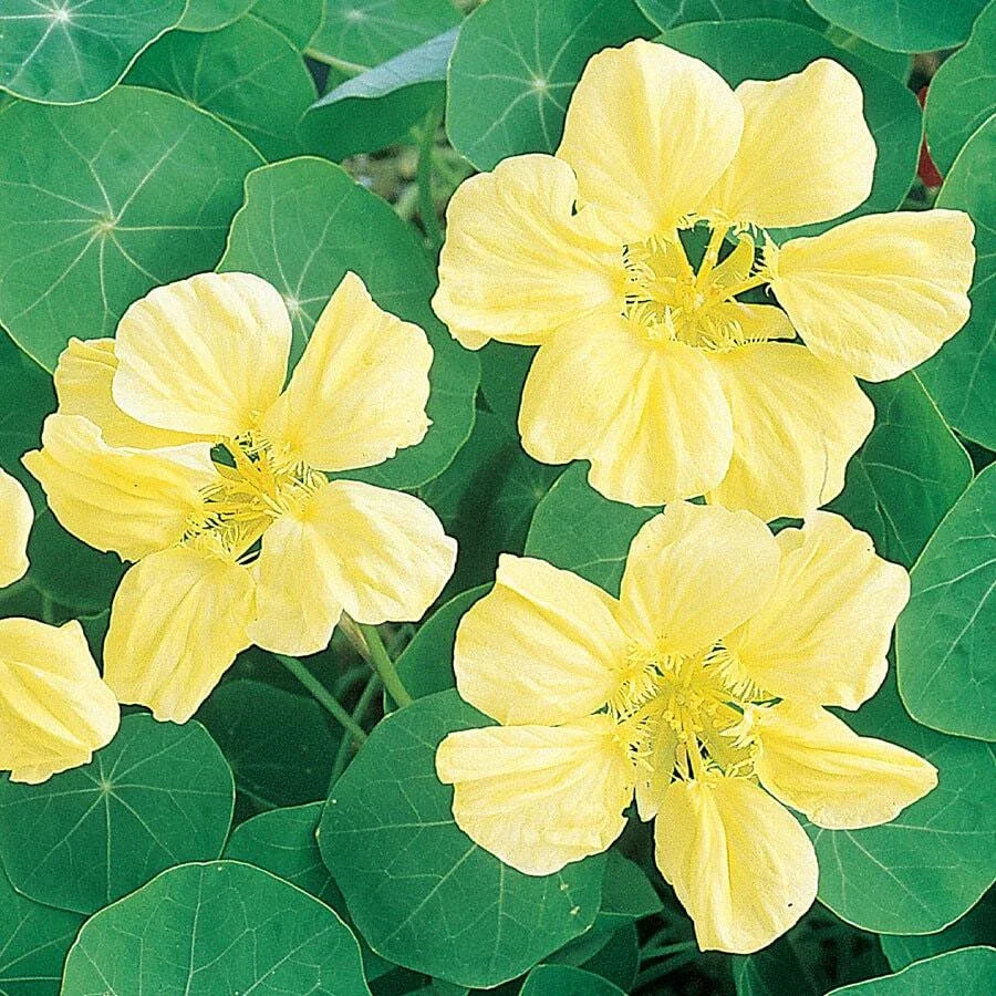 Moonlight Nasturtium Seeds | Creamy Yellow Flowers | Heirloom Non-GMO | Tropaeolum majus