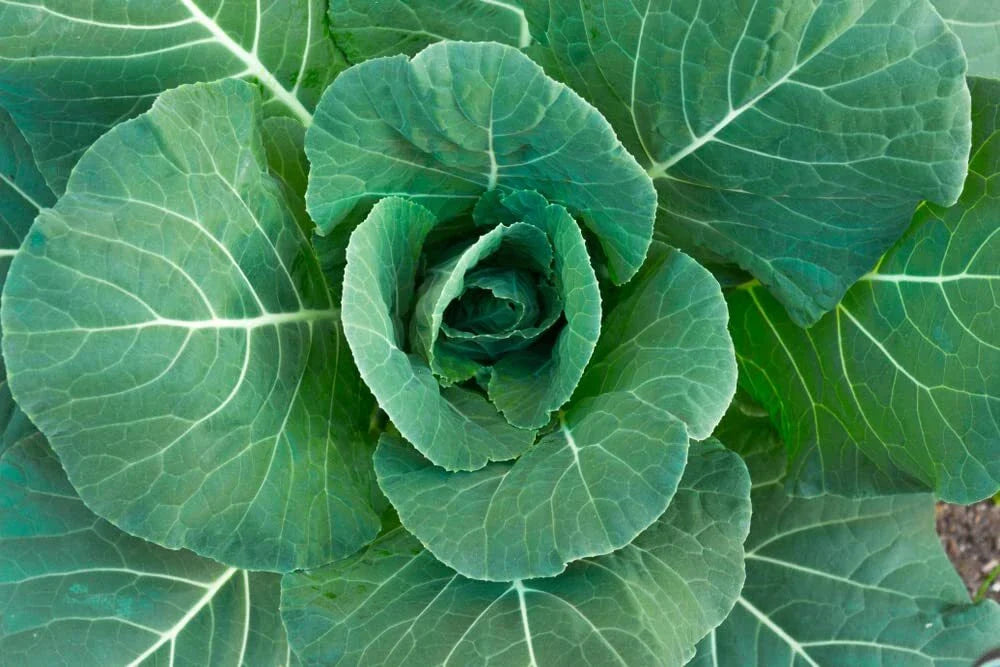 Collard Green Seeds - 100 Count Georgia Variety - High Yield and Great Flavor - Brassica oleracea
