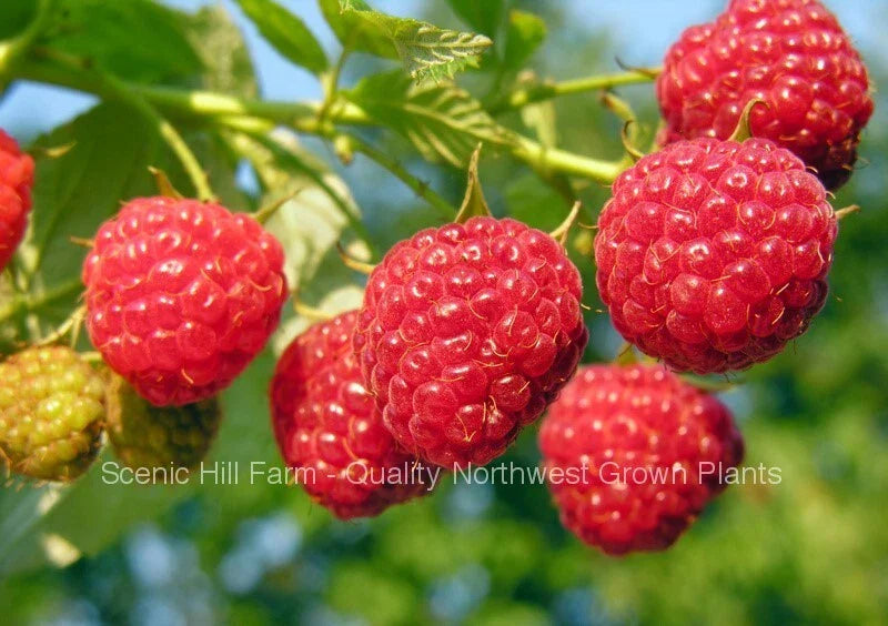 Heritage Everbearing Raspberry Bare Root Plants - Rubus idaeus - Organic, High-Yielding, Sweet Berries - Free Shipping