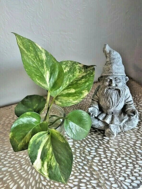 Live Pothos Cuttings (6) - Rooted Green Indoor Plants - Epipremnum aureum