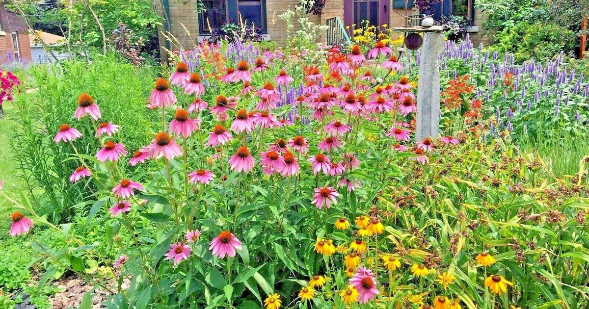 Native Perennial Wildflower Seed Mix 1 OZ - 17 Varieties for Pollinators & Cut Flowers - Ideal for Gardens and Landscapes
