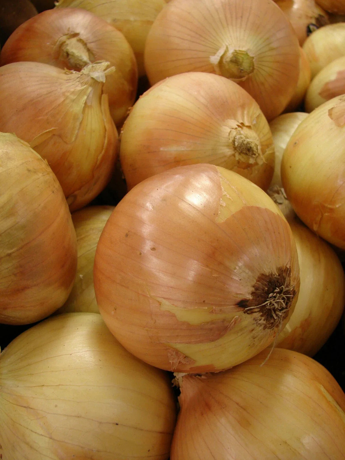 Yellow Granex Onion Seeds, 300 Count, Allium cepa, Sweet Onion Variety for Home Gardening