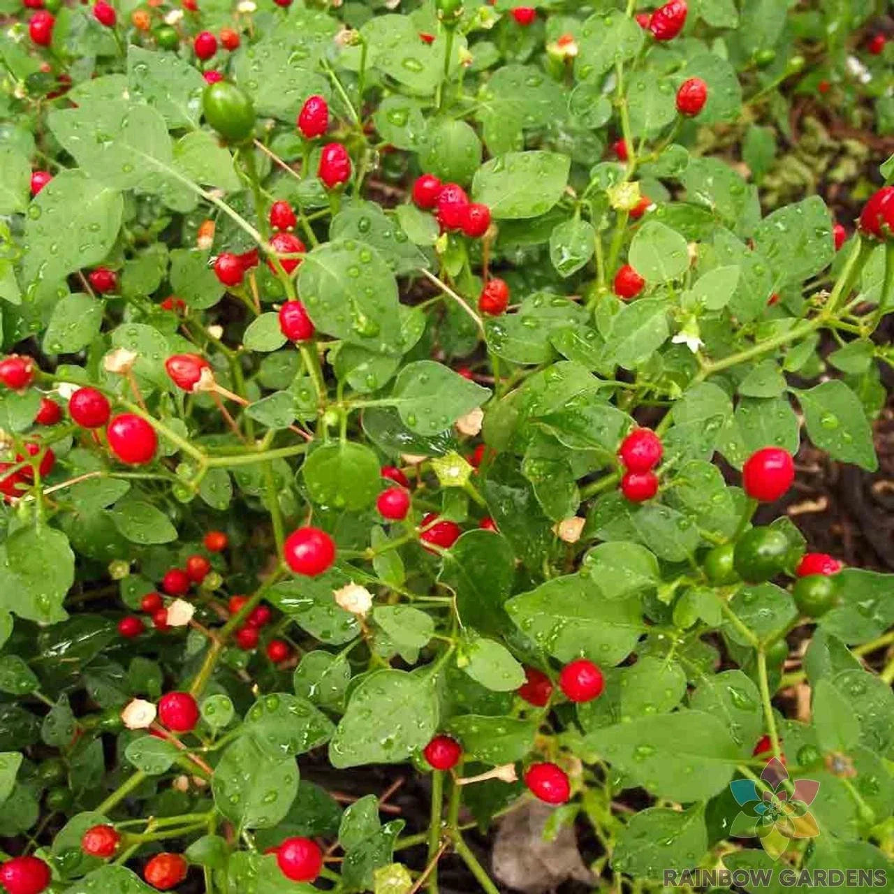 Chiltepin Hot Pepper Seeds - 25+ Pack for Garden Planting - Capsicum annuum - USA Grown - Free Shipping