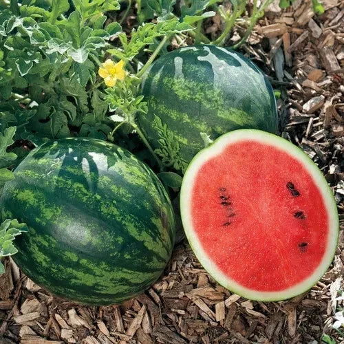 Mini Love Watermelon Seeds - 50+ Pack for Garden Planting - Citrullus lanatus - USA Grown, Free Shipping