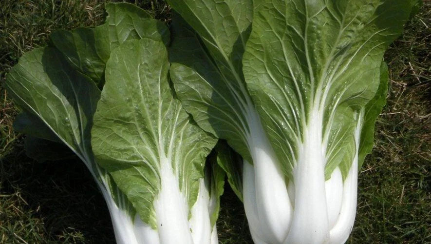 200+ Heirloom Cabbage Seeds - Pak Choi White Stem - Non-GMO - Fresh - Brassica rapa