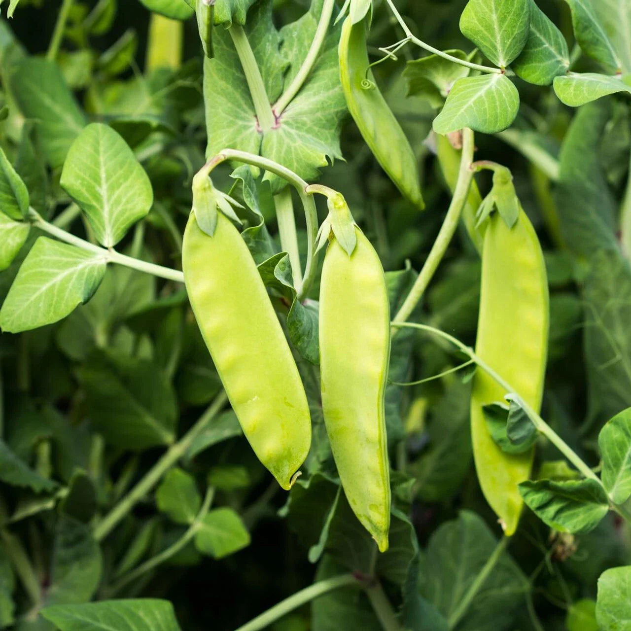 Oregon Sugar Pod II Snow Pea Seeds - Heirloom, NON-GMO, Organic Gardening, Pisum sativum