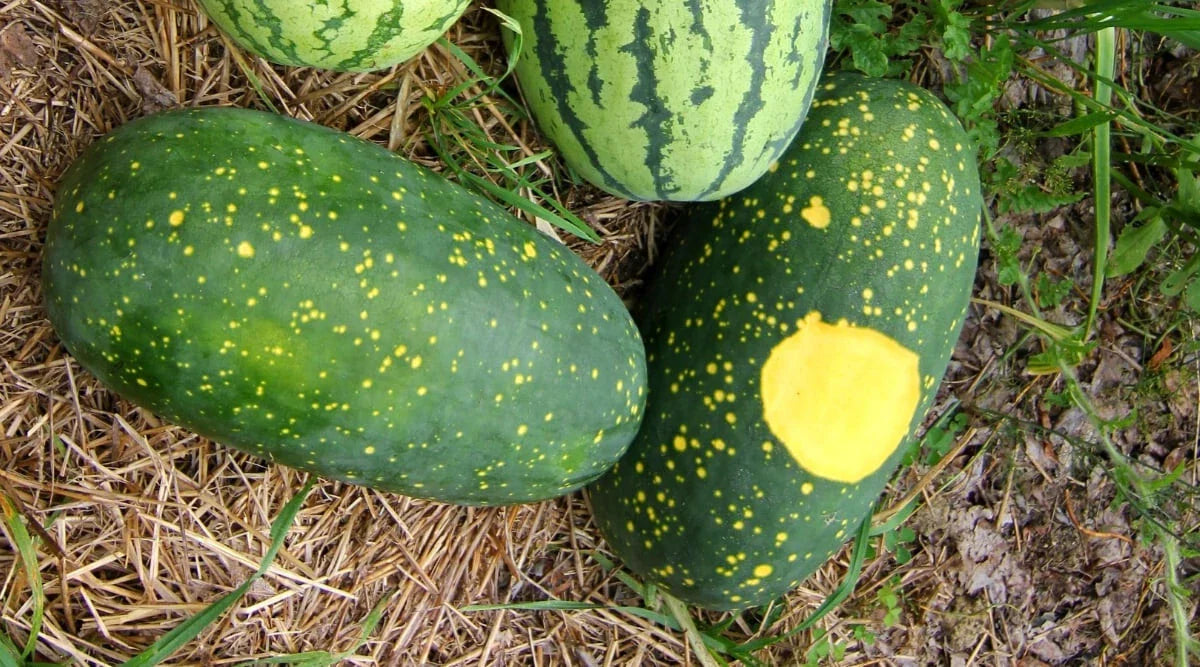 Moon and Stars Watermelon Seeds - 50+ Pack for Garden Planting - Citrullus lanatus - USA Grown