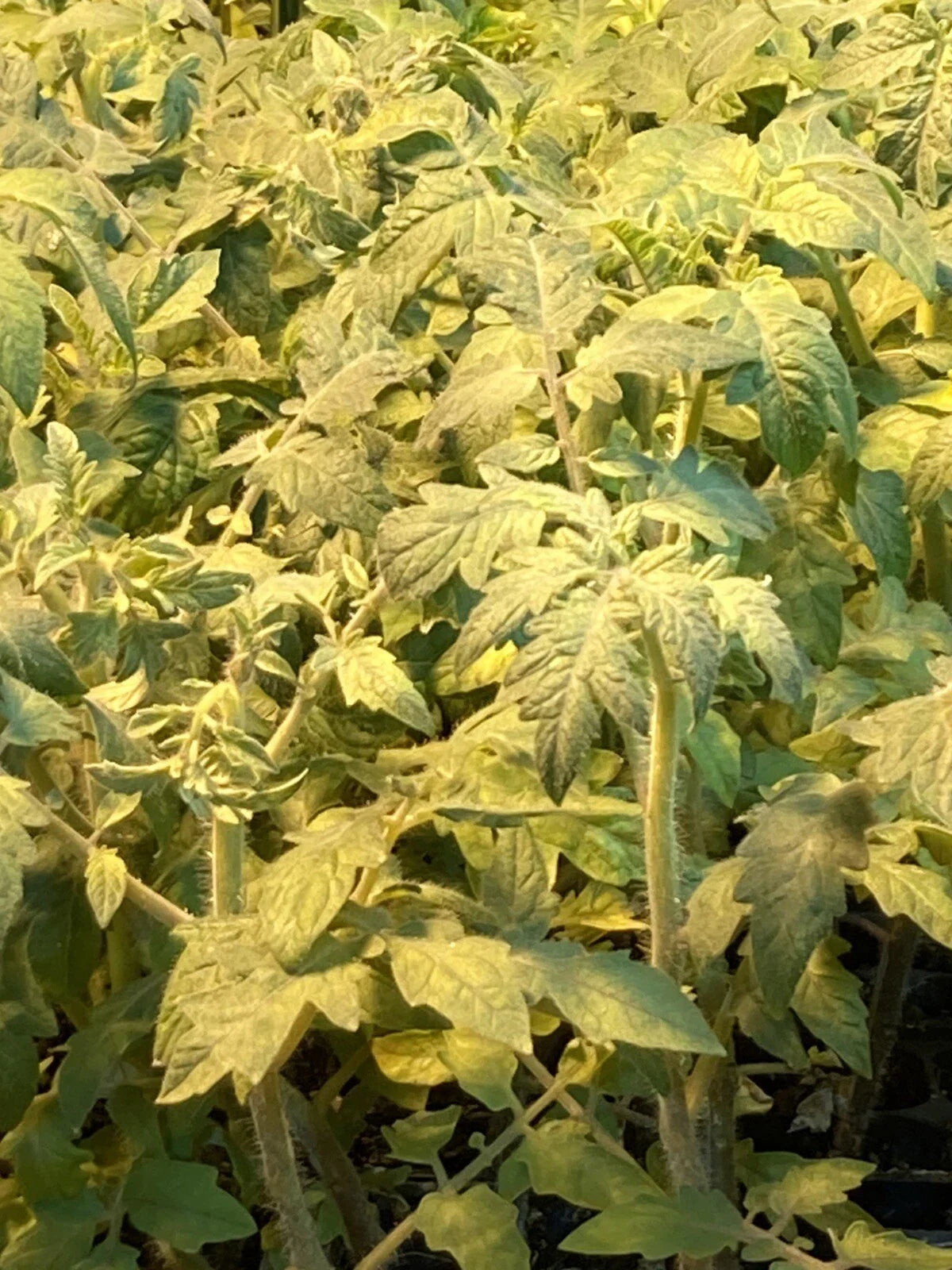 Mortgage Lifter Tomato Live Plants - Lot of 2 - 6 to 10 Inches - Solanum lycopersicum