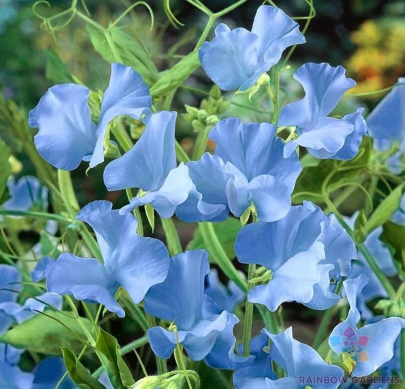 Cheshire Blue Sweet Pea Seeds - 50+ Seeds for Garden Planting - Lathyrus odoratus - USA