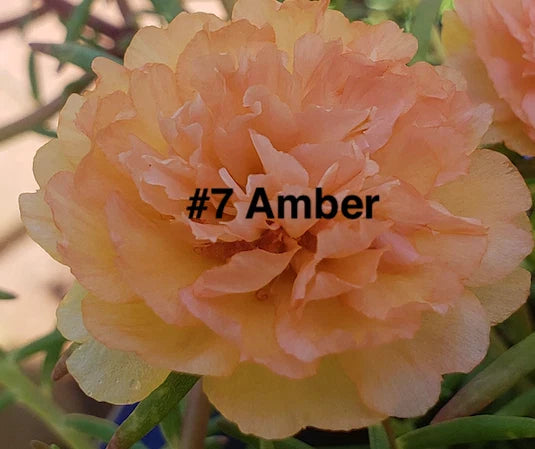 Moss Rose Cuttings, Amber, 10 Unrooted Cuttings, Portulaca Grandiflora, Succulent Ground Cover Plants