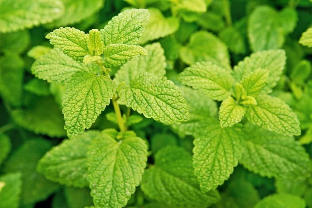 Lemon Balm Seeds for Planting, Melissa officinalis, Popular Garden Herb, Easy to Grow, Aromatic Culinary Herb