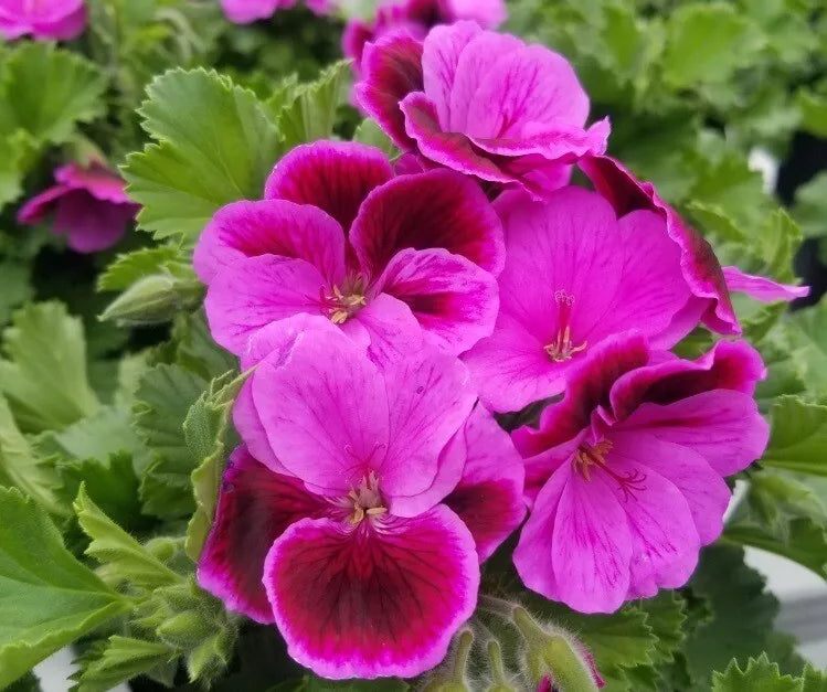 Martha Washington Geranium Cuttings, 6 Pack, Organic, Rose-Pink, Pelargonium