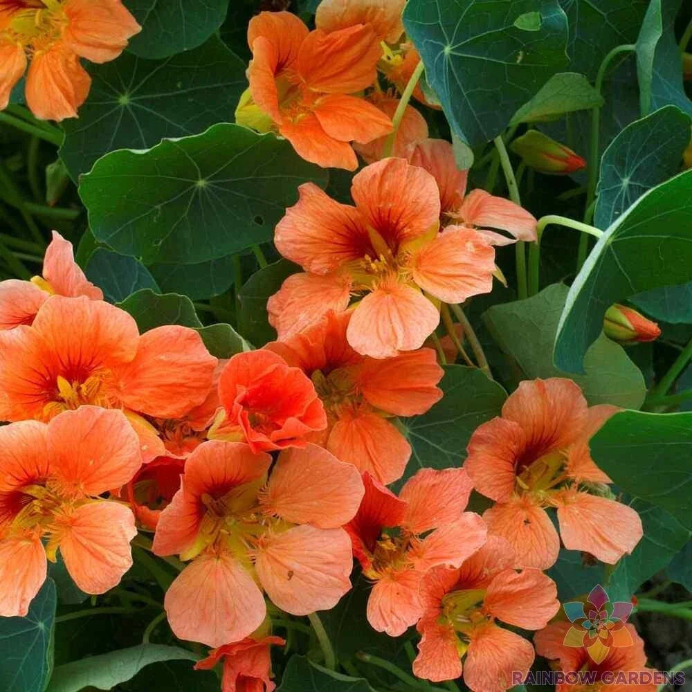 Vesuvius Nasturtium Seeds - 50+ Pack - Edible Flower Garden Seeds - Tropaeolum majus
