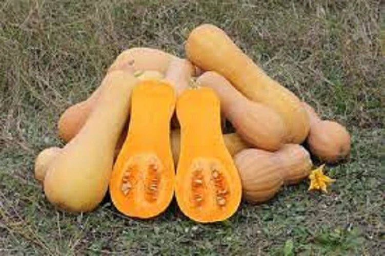Premium Heirloom Seeds for Waltham Butternut Winter Squash - Fresh, Non-GMO, Organic Gardening, Cucurbita moschata