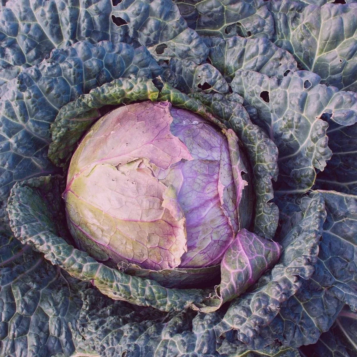Purple Savoy Cabbage Seeds - 300+ Heirloom NON-GMO Vegetable Garden Seeds - Brassica oleracea