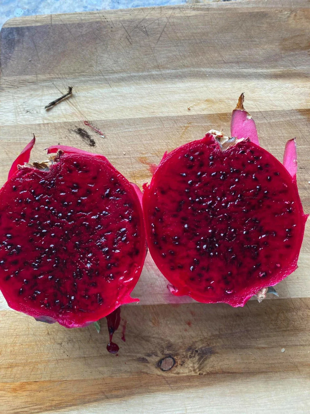 Dragon Fruit Cutting 6+ inches VENUS Pitaya Organic - Hylocereus undatus