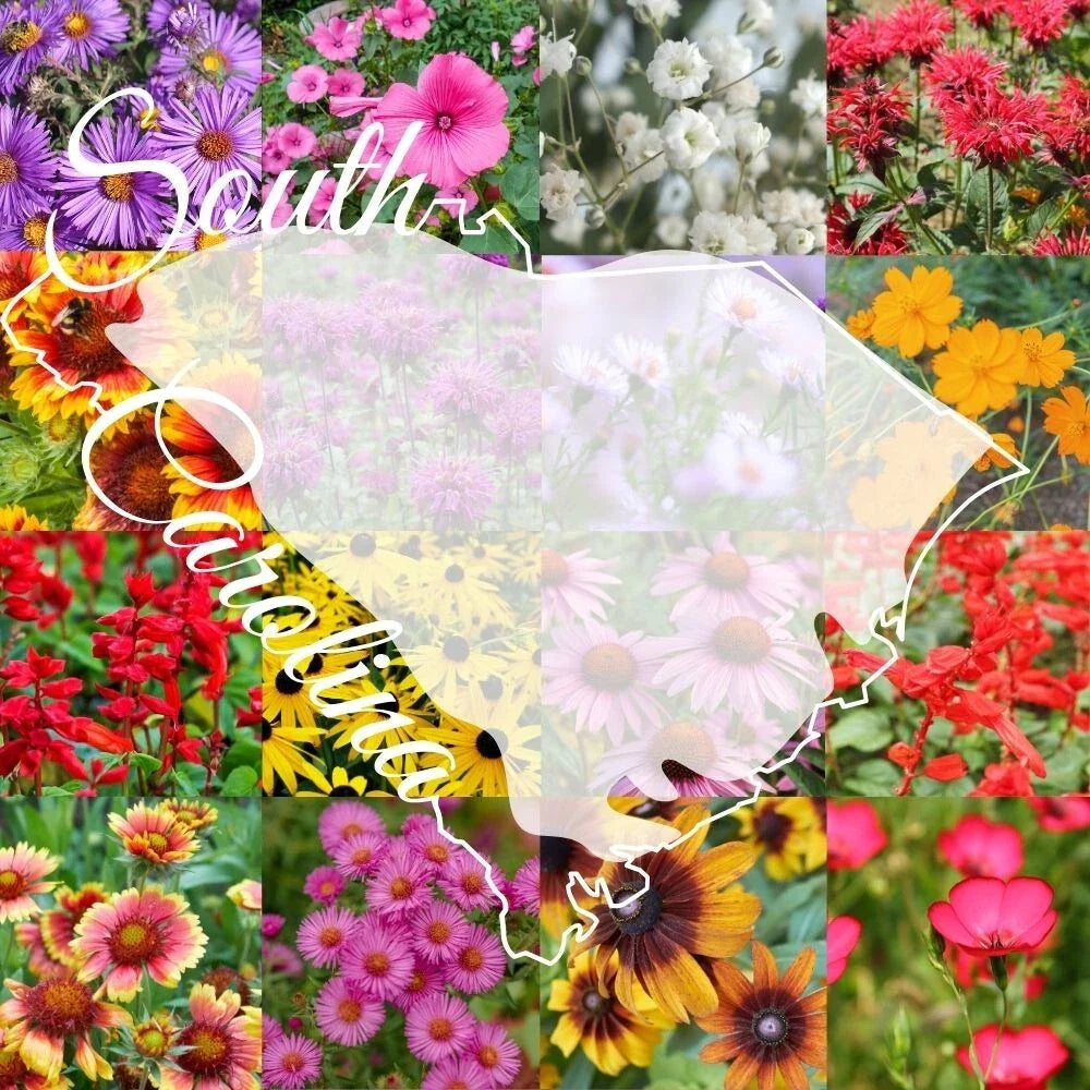Wildflower Seed Mix 1/4 lb Bulk, South Carolina Variety, Covers 2,000 sq ft, Native Wildflowers