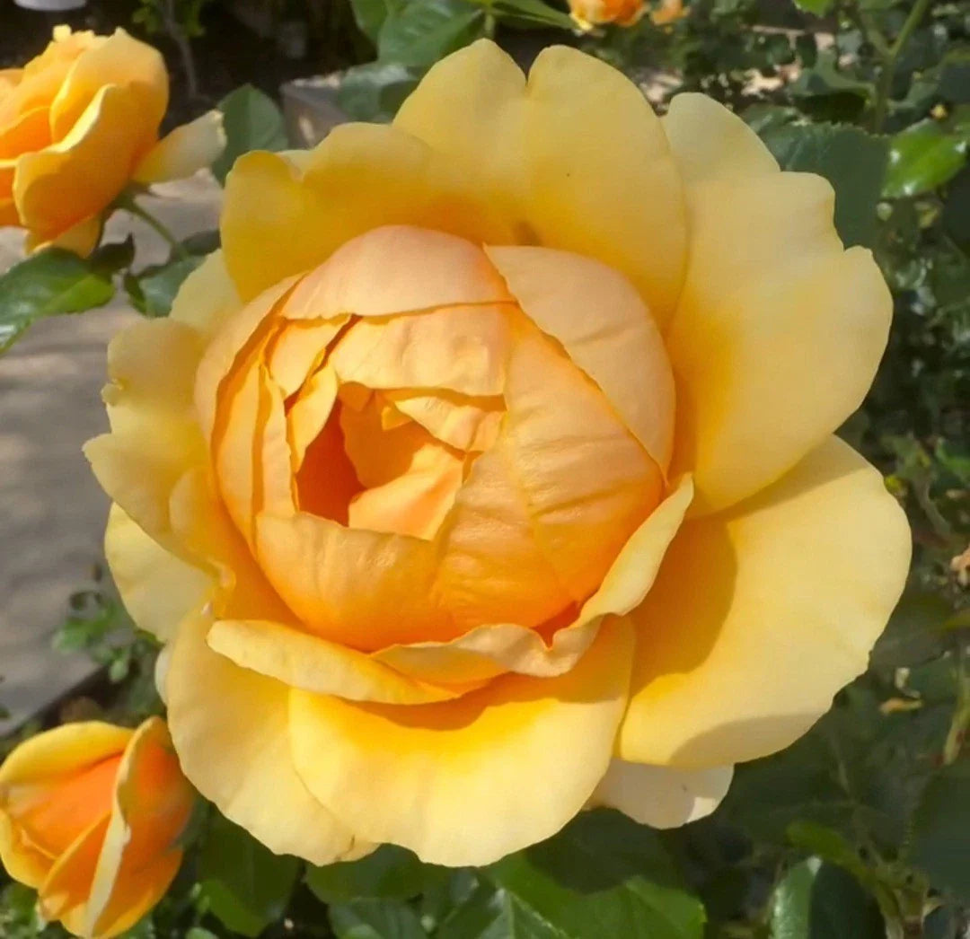 Yellow Rose Cuttings, 3 Fresh Unrooted Cuttings 5-8" Long, Ideal for Propagation, Rosa spp.