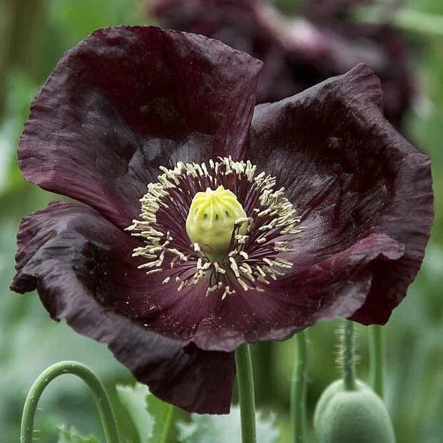 Midnight Poppy Seeds - 200+ Pack for Garden Planting - Papaver somniferum - USA Grown, Free Shipping