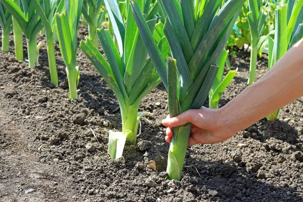 Leek Seeds for Planting - 50+ Fresh Garden Seeds, Ideal for Salads and Garnish, Allium ampeloprasum