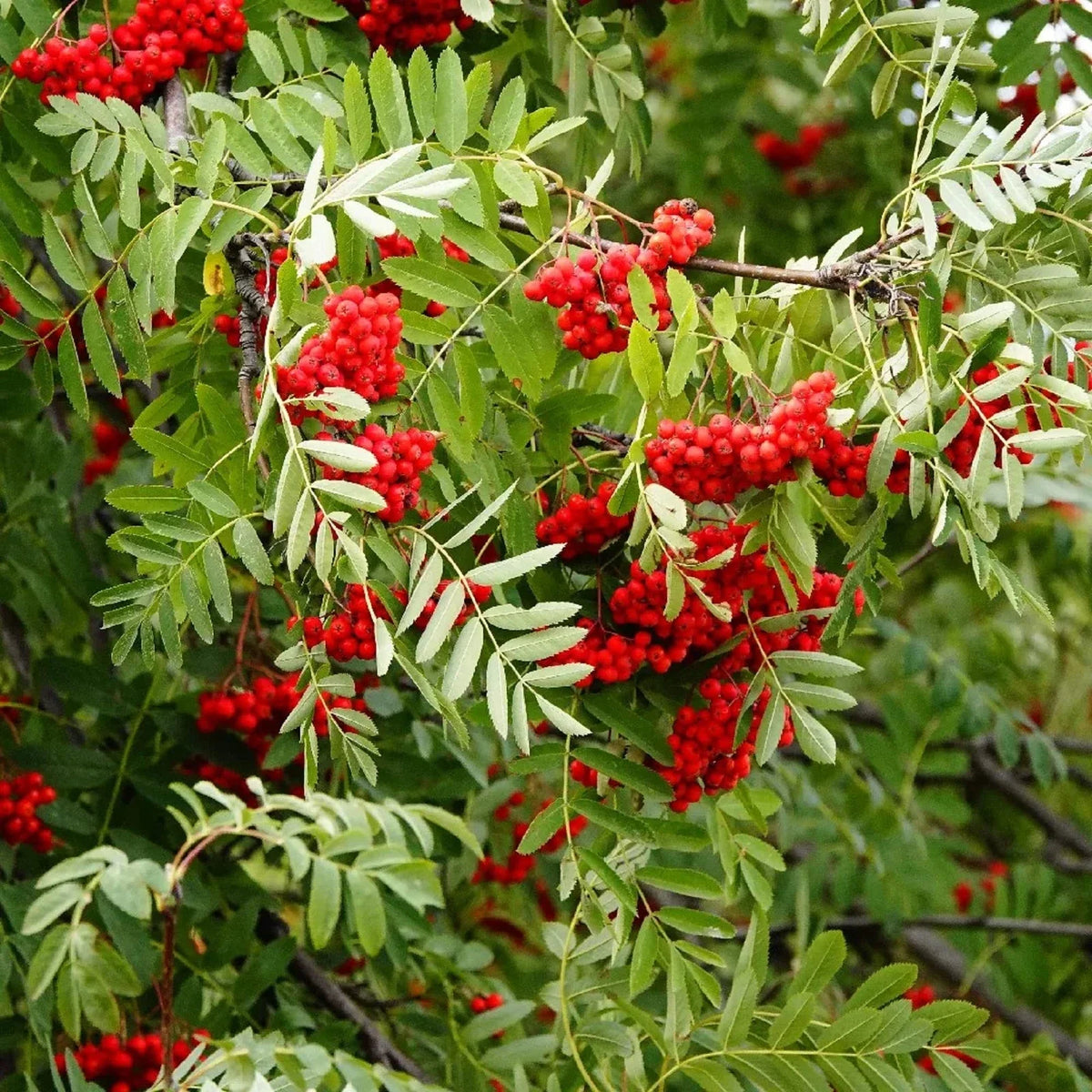 Sorbus Aucuparia Seeds - European Mountain Ash - Dwarf Shrub - 50 Pack - CHUXAY GARDEN