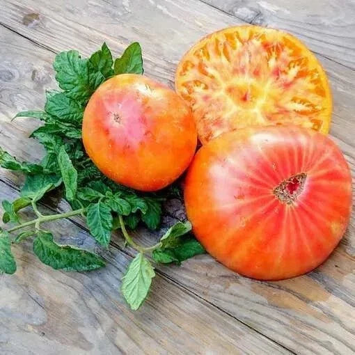 Big Rainbow Tomato Seeds - 30+ Heirloom Organic Non-GMO - Rare Variety for Home Gardening - Solanum lycopersicum