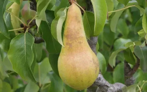Concorde Pear Seeds - 25+ Count for Garden Planting - Pyrus communis - USA Grown - Free Shipping