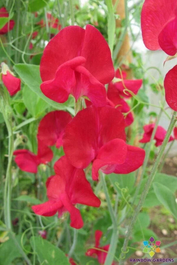 Monarch Sweet Pea Seeds - 50+ Seeds for Garden Planting - Lathyrus odoratus - USA Grown, Non-GMO