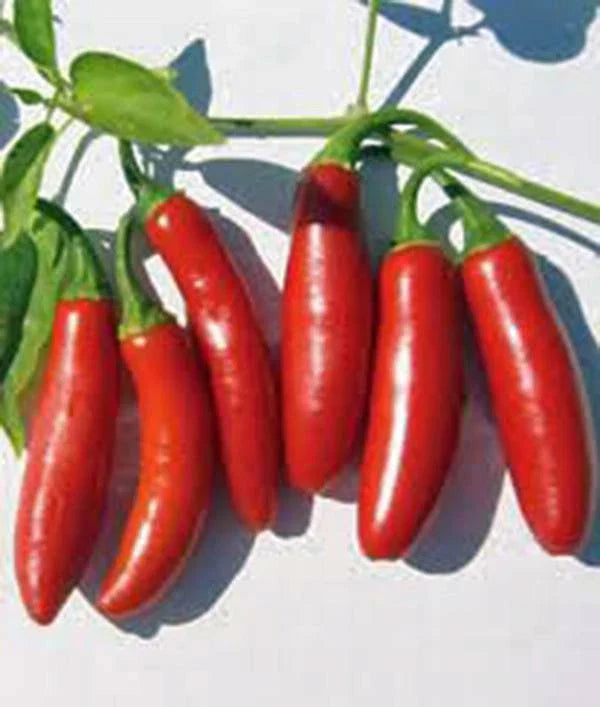 Serrano Pepper Seeds, Heirloom Non-GMO, 100 Seeds, Hot Chile Peppers, Capsicum annuum