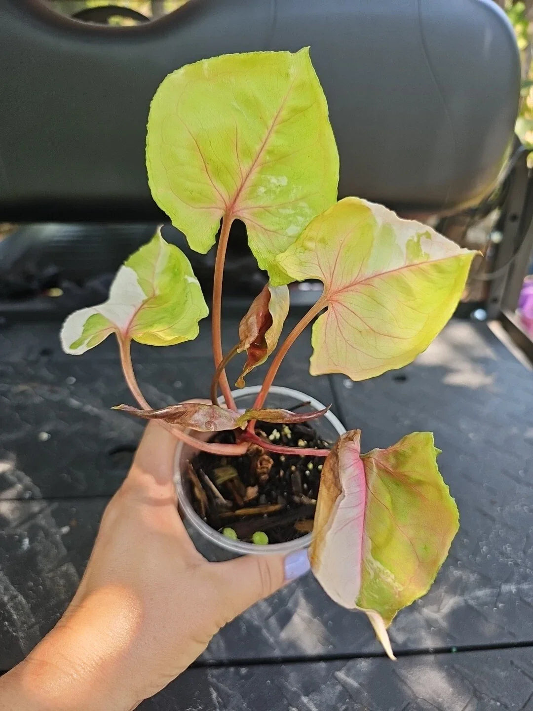 Large Syngonium Strawberry Ice Plant - 3.5" Pot - Indoor Houseplant - Syngonium podophyllum