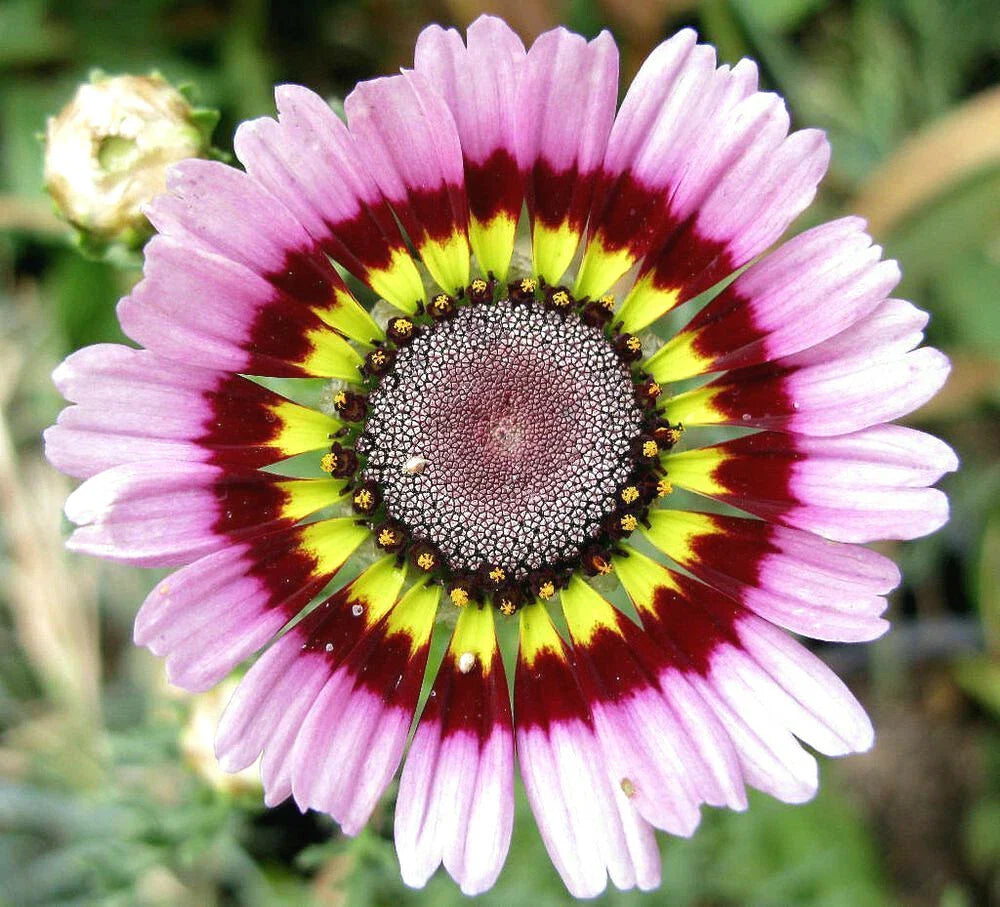 Painted Mix Daisy Seeds | Rainbow Sunflower Wildflower Daisies | 2025 Planting Season