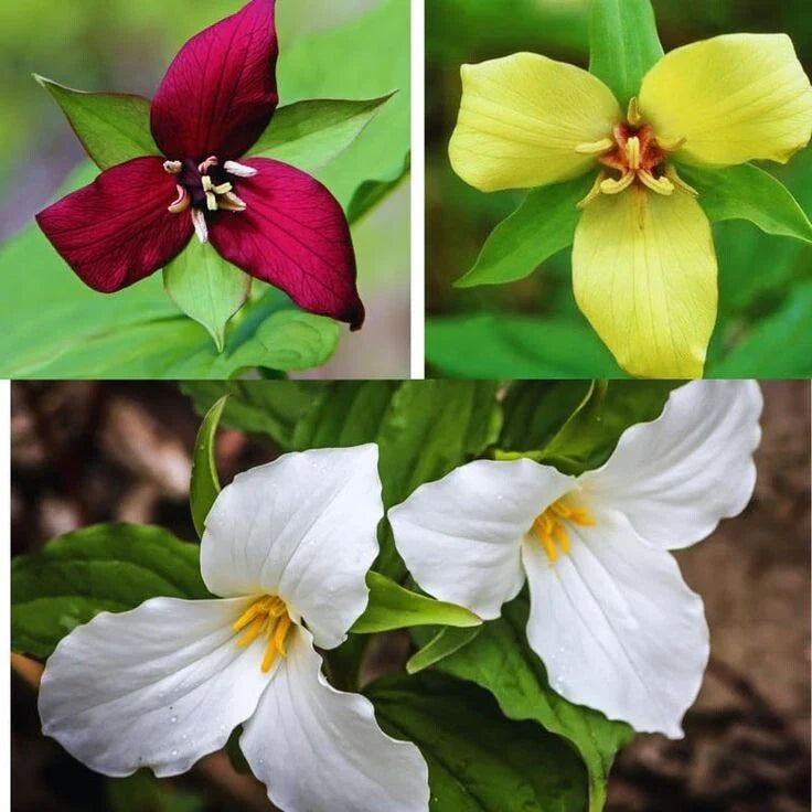 Trillium Bulbs | Mixed Colors | Trillium erectum | Herbaceous Perennial Wildflower | Native North America