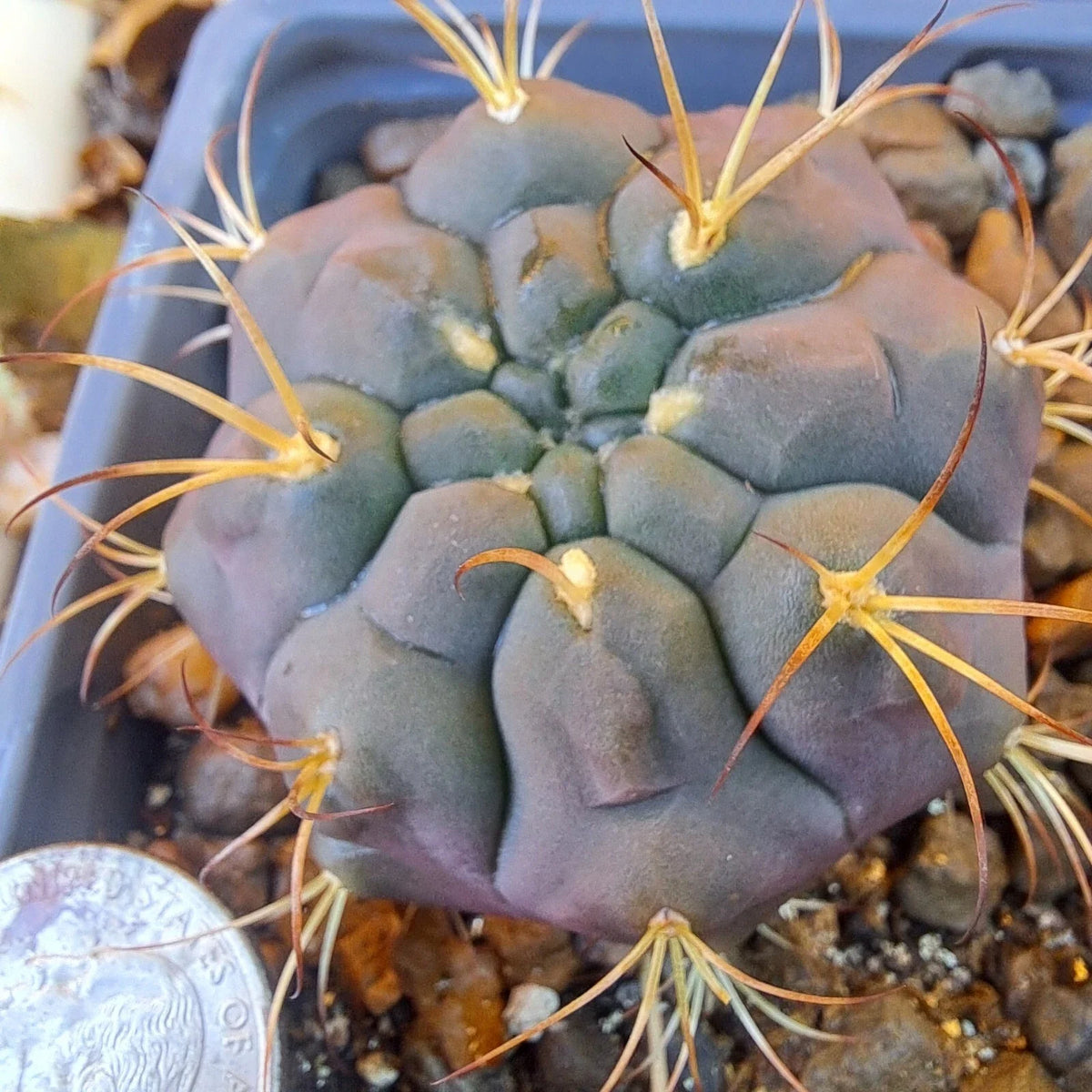 Gymnocalycium Pfanzii Albipulpa BARE ROOT Cactus Plant - Rare Succulent Variety for Collectors and Enthusiasts