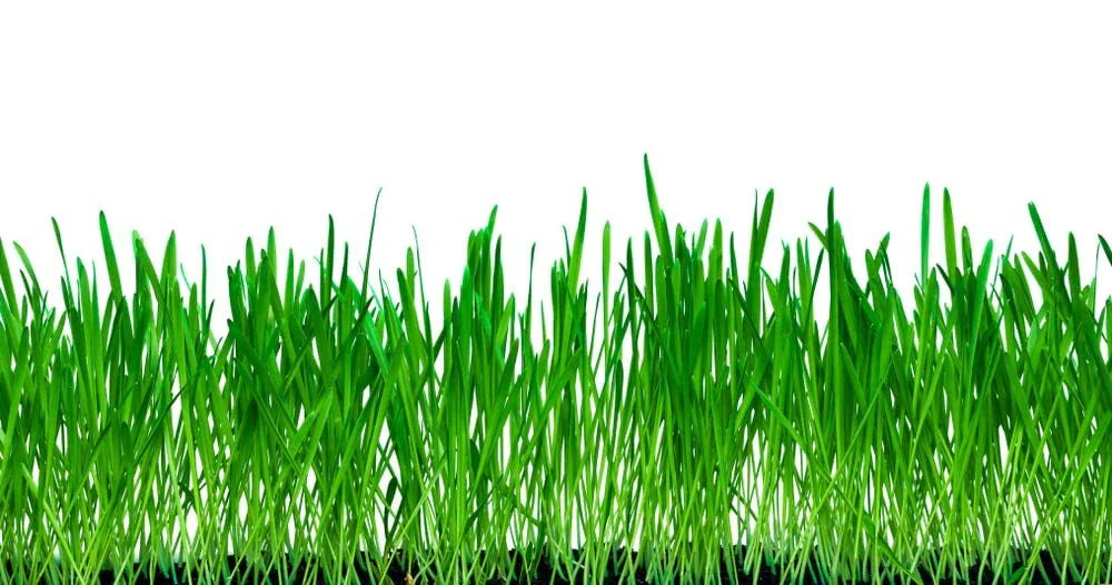 No-Till Winter Rye Cover Crop Seeds 10 Lbs - Non-GMO Deer & Turkey Food Plot - Secale cereale