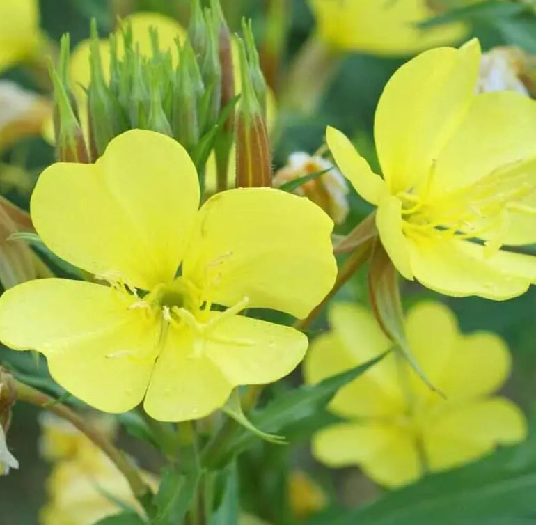 Evening Primrose Seeds 4000+ Biennial Flower Garden Oenothera Lamarckiana