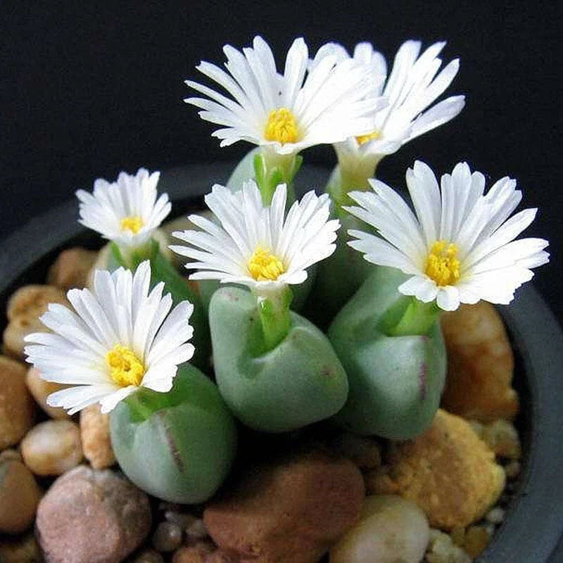 Lithops Seeds - Mixed White Flower Succulent Seeds, 100pcs/pack, Living Stones (Lithops spp.)