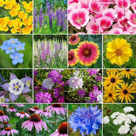 Deer Resistant Wildflower Seed Mix - 13 Species Variety - Non-GMO Native Plants for Garden - Wildflower Seeds